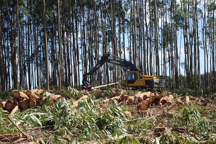 Além do impacto econômico, a indústria da celulose também busca práticas sustentáveis, como o uso de resíduos florestais para geração de energia, o reaproveitamento de água e o plantio responsável, com áreas de conservação ambiental integradas ao manejo florestal.
