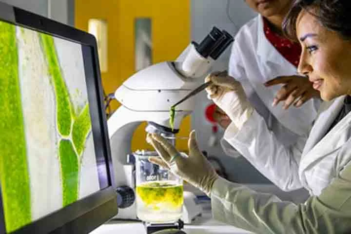 O Brasil é o segundo maior produtor mundial de celulose, atrás apenas dos Estados Unidos, com destaque para os estados de Mato Grosso do Sul, Bahia, São Paulo e Paraná. 
