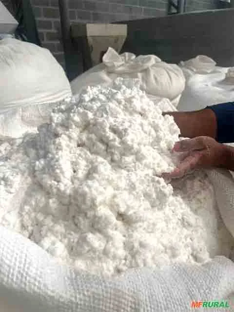 Além disso, o Brasil é o maior exportador de celulose do mundo, com 18 milhões de toneladas enviadas ao exterior por ano. Empresas brasileiras exportam a matéria-prima para mais de 80 países. 
