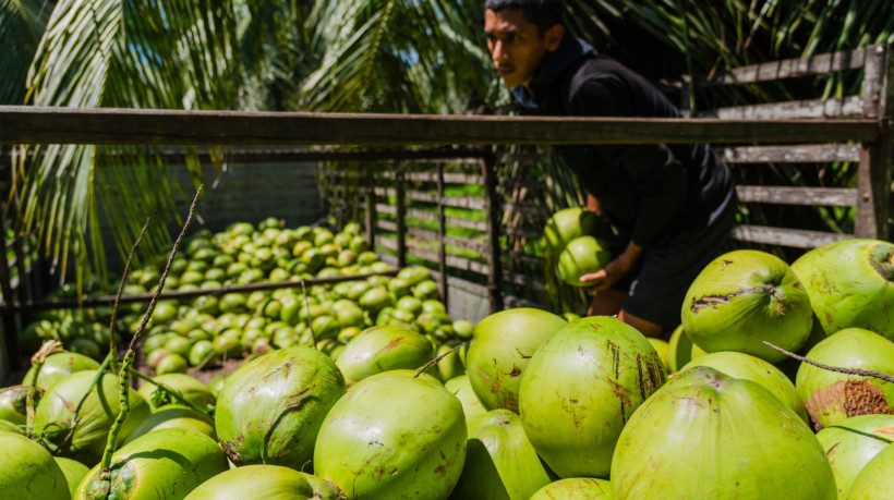Toda cadeia produtiva do coco está sendo afetada pelo tarifaço
