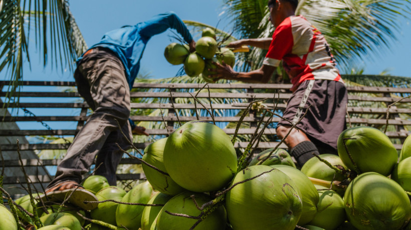 Colheita do coco em fazenda na Paraipaba, um dos municípios cearenses que mais exportam o item para os Estados Unidos