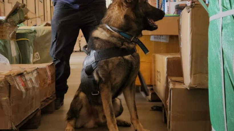 Com apoio da ciência veterinária e técnicas específicas, cães são treinados desde filhotes para atuar em operações da polícia. No Ceará, a PM conta com 48 cães, sendo 20 especializados em faro.