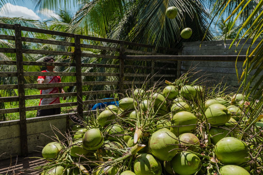 Demanda nacional de coco verde cresceu na alta esta&ccedil;&atilde;o