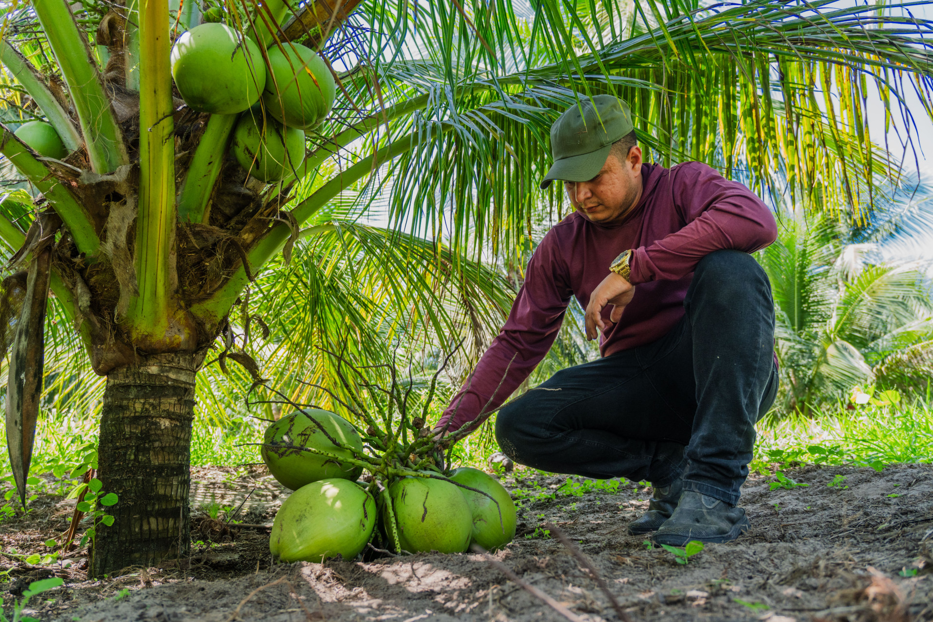 ￼PRODUTORES rurais de coco, no Ceará, sofrem perdas e vendem a preços baixos apenas para subsistência (Foto: FERNANDA BARROS)