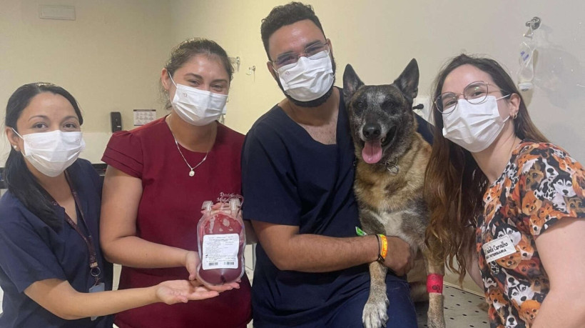 cão policial da PCCE doa sangue para cachorro com saúde debilitada
