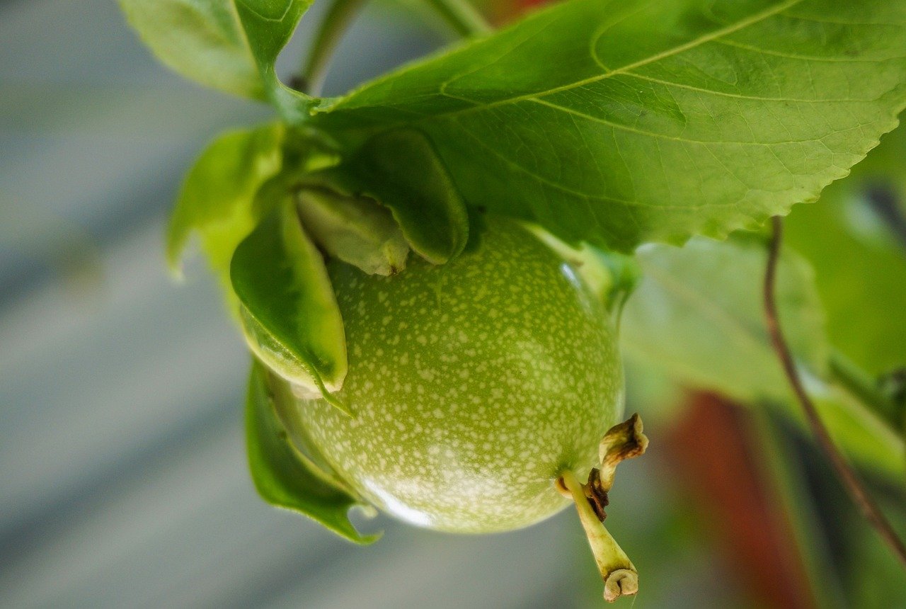 Este fruto, então, pode ser consumido in natura, em sucos, doces, sorvetes, e também utilizado na produção de chás e outras bebidas. Em forma de molho, combina com peixes delicados e carnes mais pesadas como pato e pernil. 
