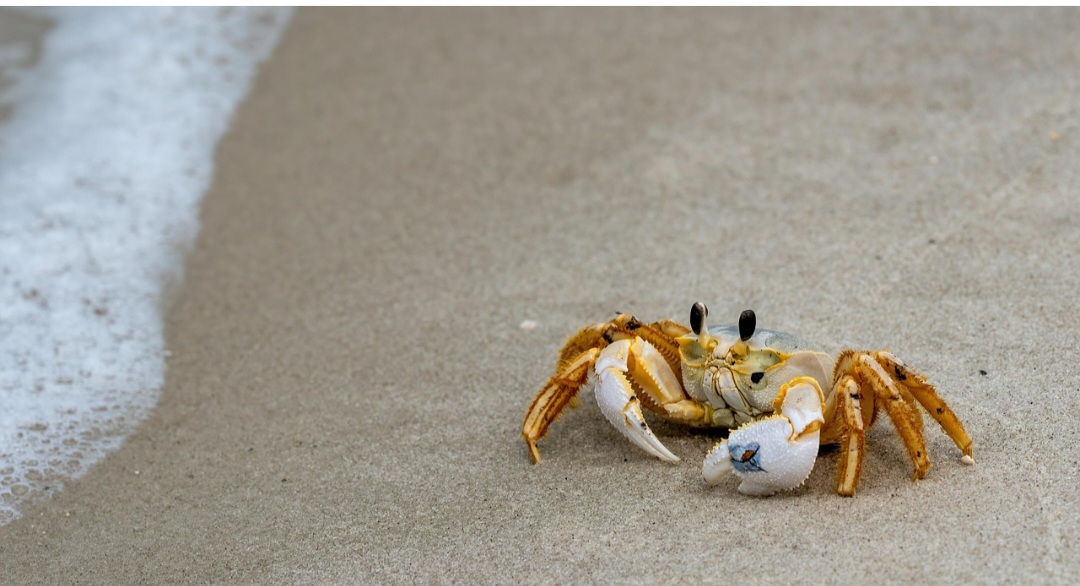 Os ancestrais dos caranguejos tinham formas diversas, com características como olhos compostos grandes e apêndices em forma de remo. 