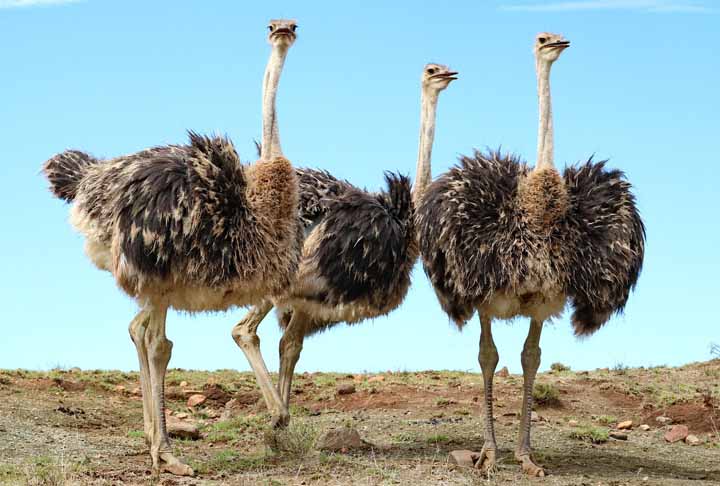 AVESTRUZ - O avestruz é a maior ave do mundo, podendo atingir até 2,7 metros de altura e pesar cerca de 150 kg. Possui pescoço e pernas longas, plumagem fofa e asas pequenas, sendo incapaz de voar.Tem visão e audição aguçadas, gosta de água e toma banho com frequência. 
