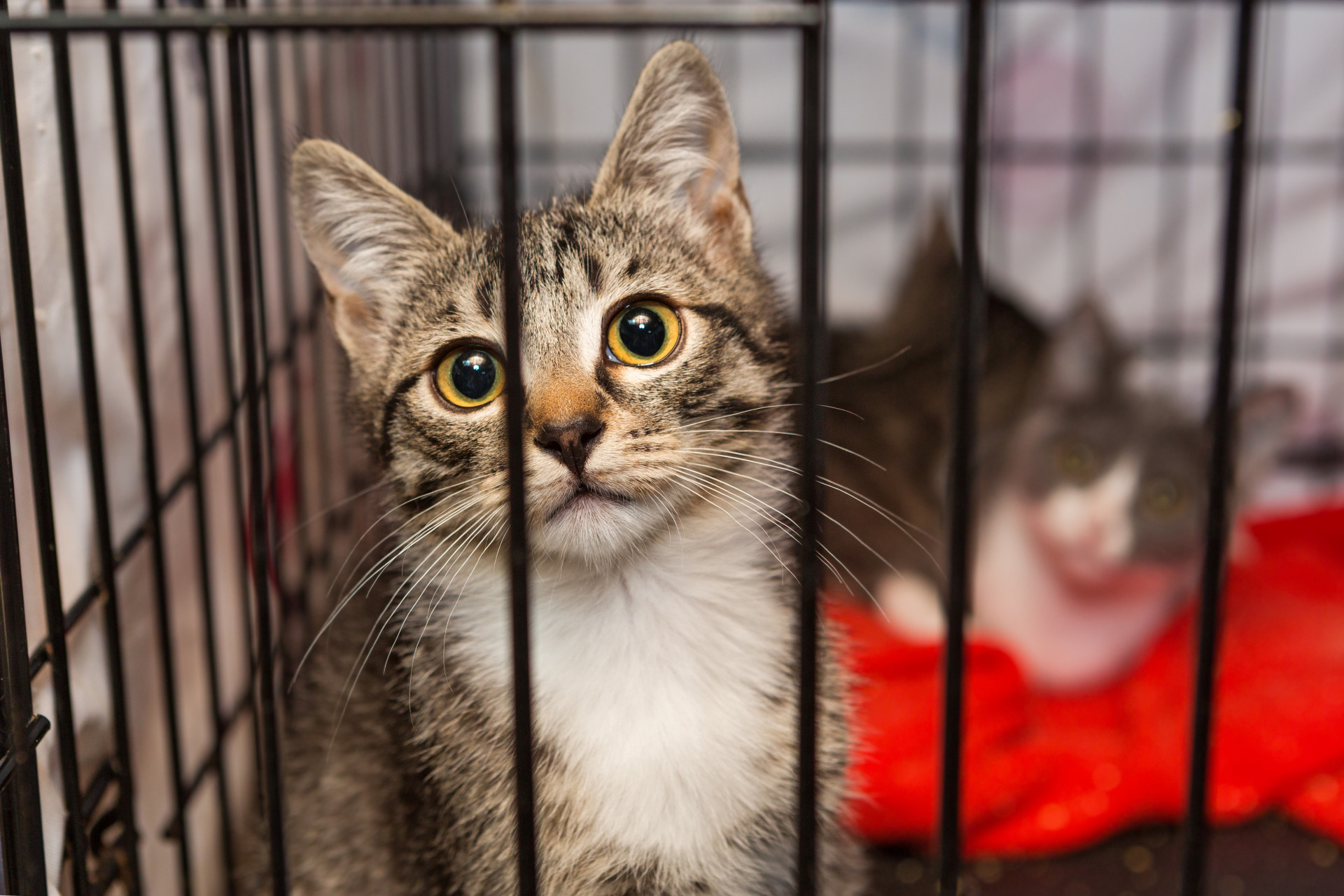 ￼PROTETORES atuam como heróis resgatando animais (Foto: Okssi/ Adobe Stock
)