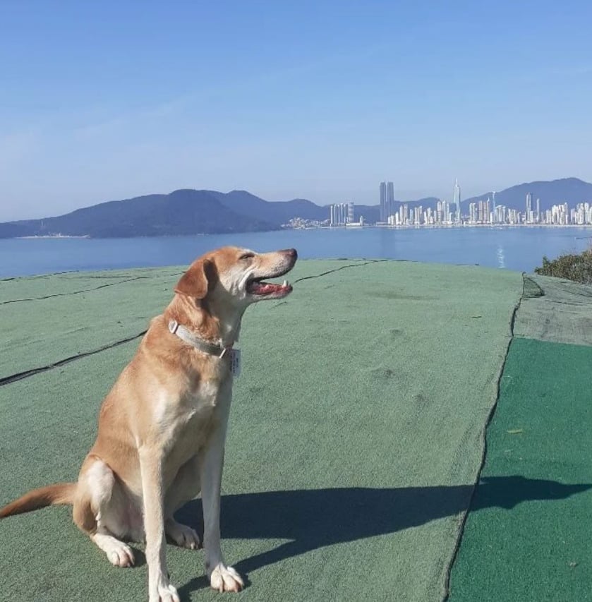 Reconhecido pelos moradores como parte da cultura popular local, Berlim ganhou status quase lendário, com fãs brincando que ele tem mais de 200 anos e é dono de Balneário Camboriú.