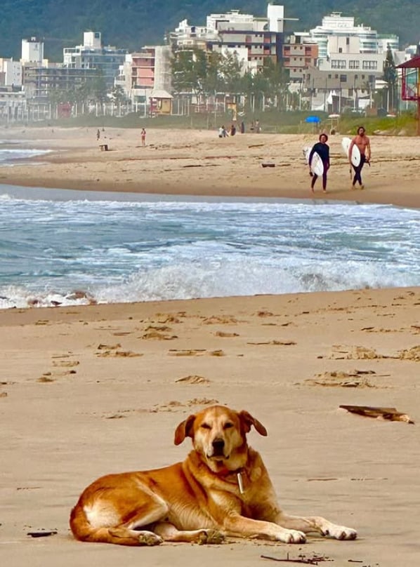 Nas redes, Berlim aparece aproveitando praias, passeios radicais e vistas privilegiadas. Ele se tornou símbolo da cidade e já foi até fotografado com a prefeita Juliana Pavan, que destacou a importância de cuidar dos animais com respeito e dignidade.
