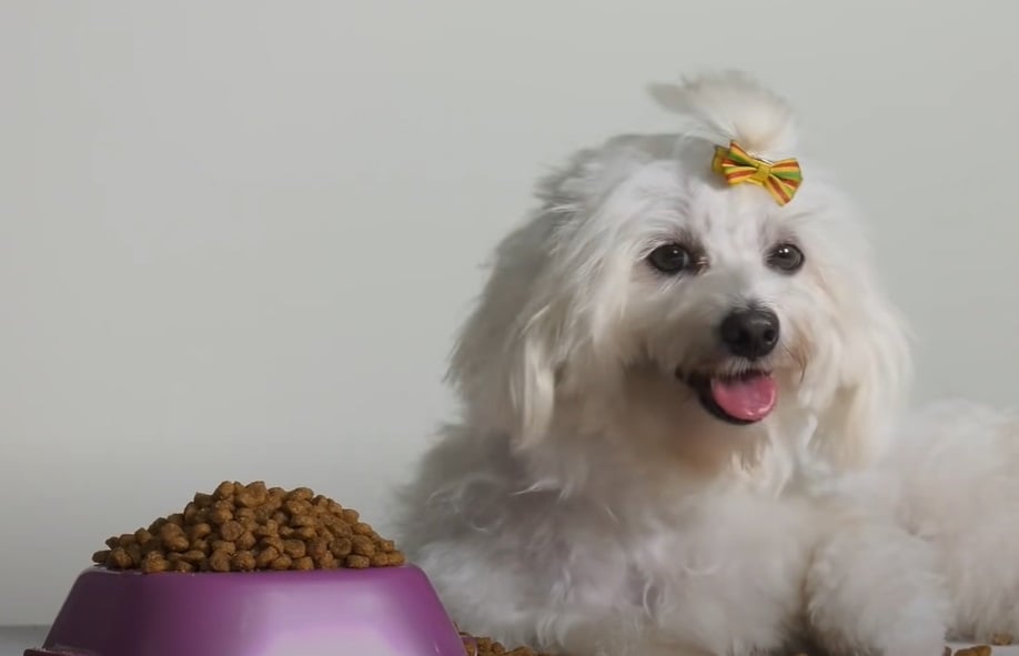 Curiosidade número 3: Os cães são onívoros