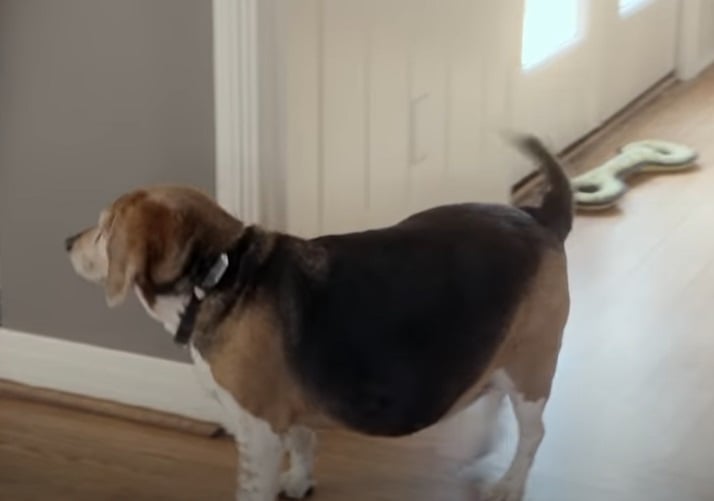 Curiosidade número 8: A obesidade é uma doença comum 