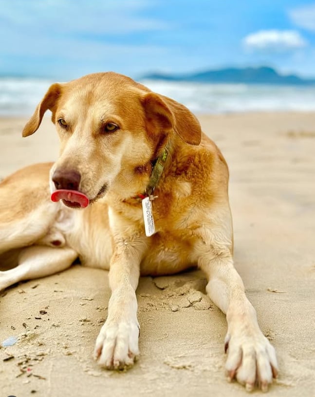 Outro cachorro que ganhou destaque nas redes sociais é Berlim. Um cachorro caramelo, que se tornou uma celebridade local em Balneário Camboriú, Santa Catarina, com mais de 16 mil seguidores no Instagram. 
