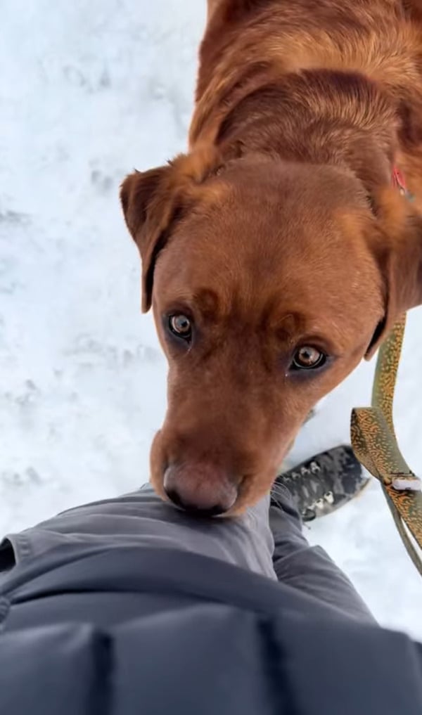 Samantha Welborn adotou Leo, que então se tornou um cão de companhia sensível e afetuoso, usando suas cutucadas com o focinho para se comunicar. Apesar de não ser um cão de serviço oficialmente, Leo ganhou carinho e atenção e ofereceu apoio emocional e alegria na vida da nova tutora.