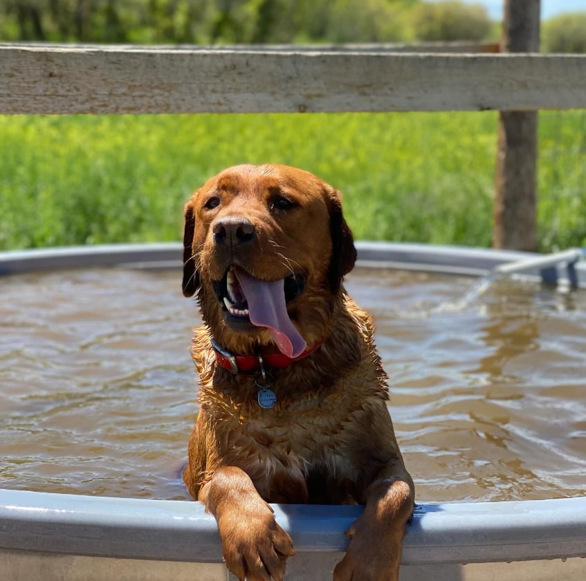 Leo, um labrador caramelo treinado para ser cão de apoio a pessoas com transtorno de estresse pós-traumático (TEPT), foi reprovado para o trabalho devido a comportamentos incompatíveis, como pular nas pessoas e mexer em objetos. Por isso, a equipe decidiu colocá-lo para adoção.