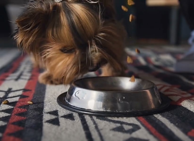Os cachorros amam comer carne e roer ossos, mas é importante o dono saber que todos eles são onívoros, assim como nós humanos. Logo, é importante focar na ração e em uma alimentação equilibrada.