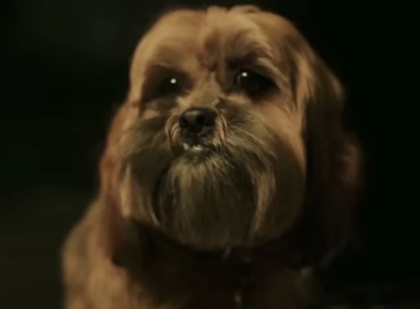 Os cãezinhos não suam como nós humanos, essa troca de calor é feita de outra maneira. O controle da temperatura do focinho ajuda nesse contexto, pois consegue umidificar a narina e todo seu organismo. 