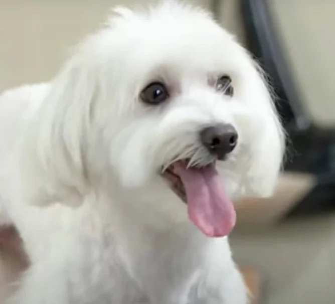 Curiosidade número 7: O focinho ajuda na temperatura do animalzinho 