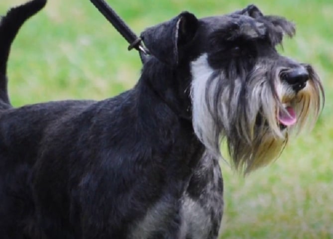 Curiosidade número 10: A visão deles é diferente 