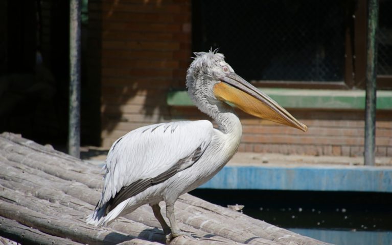 O albatroz errante habita oceanos do hemisfério sul, voando longas distâncias sobre o mar. Alimenta-se de peixes, lulas e restos de animais marinhos. Pode viver até 60 anos.
