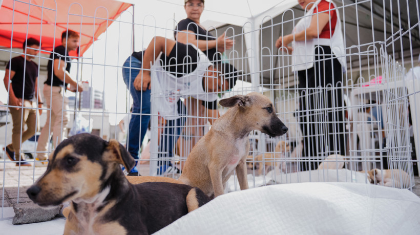 FORTALEZA-CE, BRASIL, 09-08-2025: Manhã de serviços do Parada Pet, com vacinação de animais domésticos e tutores. Na ação também ocorreu a feira de adoção e entrega de rações. (Foto: Fernanda Barros/ O Povo)