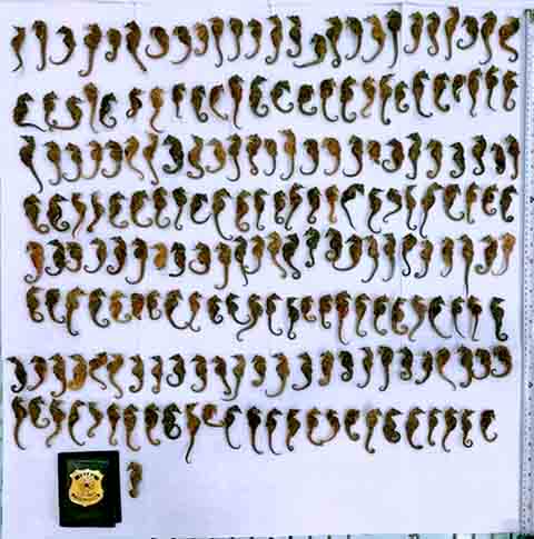 No dia 31/07, o Ibama - Instituto Brasieiro do Meio Ambiente e dos Recursos Naturais Renováveis - fez a apreensão em São Paulo de 201 espécimes secos de cavalos-marinhos em uma carga postal. 

