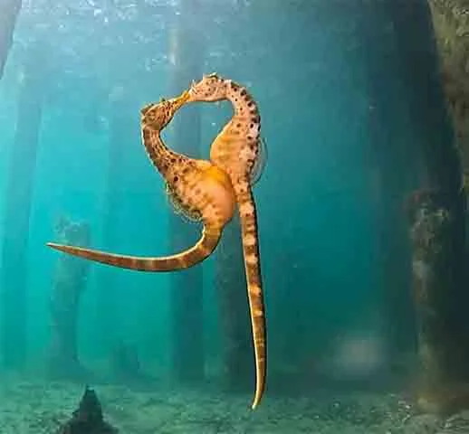 Antes do acasalamento, macho e fêmea realizam uma dança sincronizada que pode durar dias. Eles nadam juntos, mudam de cor e entrelaçam suas caudas em um comportamento considerado um dos mais belos do reino animal.
