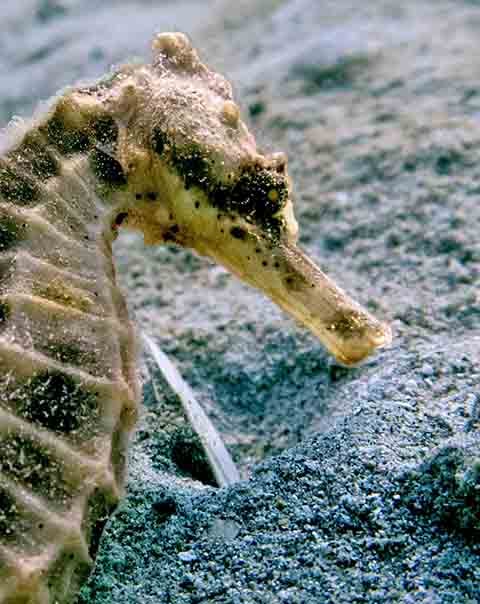 No Brasil, o cavalo-marinho é protegido por lei e sua captura é proibida sem autorização dos órgãos ambientais. Preservar esse símbolo da biodiversidade marinha é fundamental para o equilíbrio dos ecossistemas costeiros. 
