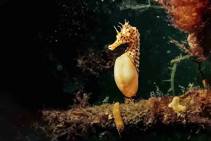 Uma das características mais fascinantes dessa espécie é o sistema de reprodução. Ao contrário da maioria dos animais, é o macho quem fica grávido. A fêmea deposita os ovos em uma bolsa incubadora presente no ventre do macho, onde eles são fertilizados e mantidos até o nascimento. 
