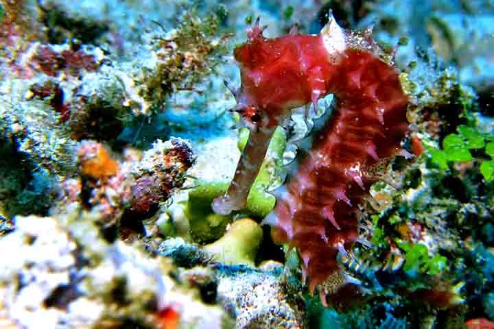 O cavalo-marinho pode ser encontrado em águas tropicais e temperadas de todo o mundo, inclusive na costa brasileira. 
