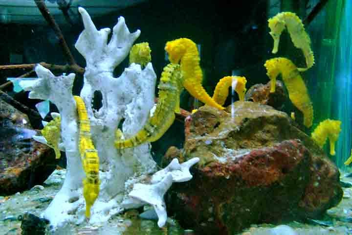 Ao contrário da maioria dos peixes, que nadam na horizontal, o cavalo-marinho nada em posição vertical. Essa característica é rara no mundo aquático.
