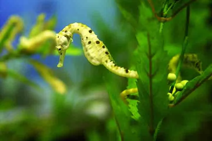 O cavalo-marinho não se destaca pelas habilidades de nadador. Ele usa uma pequena nadadeira dorsal que bate até 70 vezes por segundo, mas mesmo assim é muito lento. Por isso, costuma se prender a corais e plantas com a cauda preênsil para não ser levado pelas correntes.
