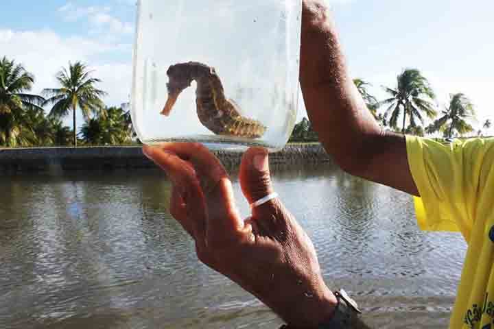 Além disso, o cavalo-marinho é um importante indicador da saúde dos oceanos. Isso porque onde há presença da espécie é um sinal de que o ambiente está equilibrado.
