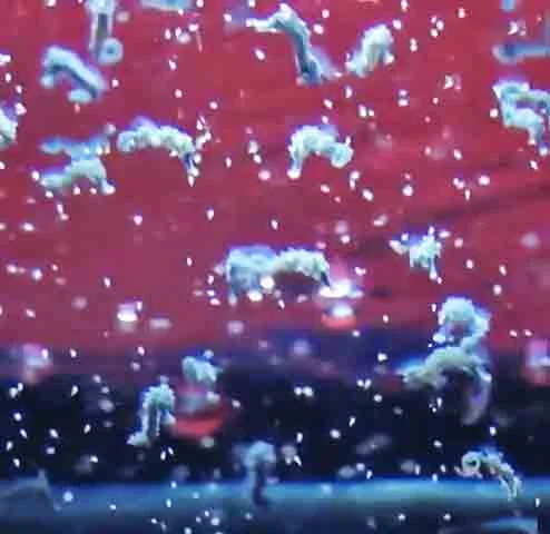 Dependendo da espécie, o período de gestação pode durar de dez dias a seis semanas, e cada gestação pode resultar no nascimento de até mil filhotes.
