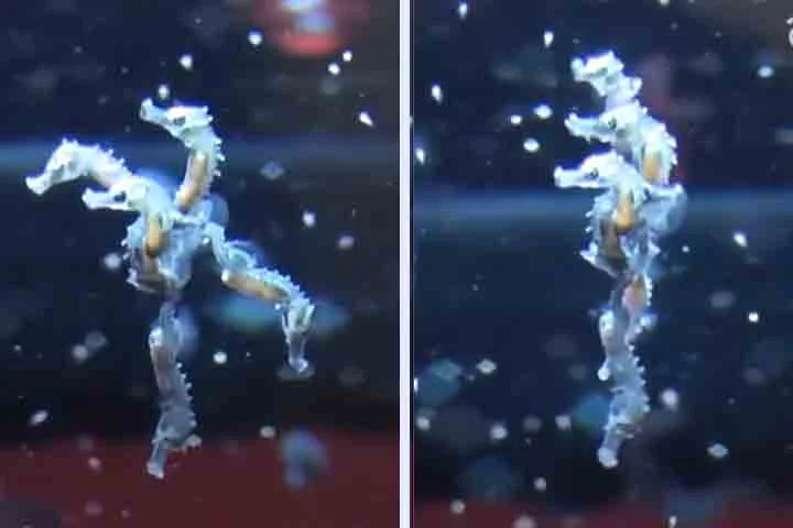 Muitas espécies formam casais fixos durante toda a temporada reprodutiva. Alguns podem permanecer com o mesmo parceiro por toda a vida.
