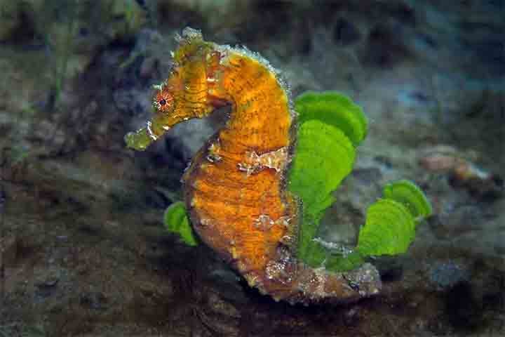 Para se camuflar,o  cavalo-marinho pode mudar de cor de acordo com o ambiente. Essa habilidade ajuda a escapar de predadores e também é usada durante o ritual de acasalamento.

