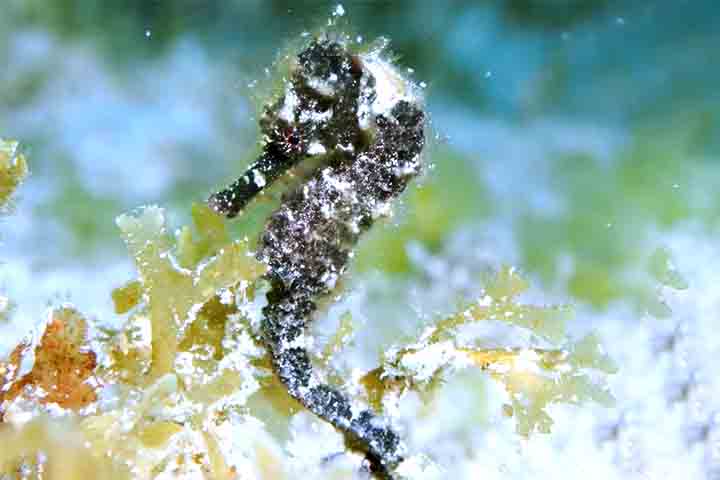 Apesar da aparência delicada, o cavalo-marinho é um predador ágil. Ele se alimenta de pequenos crustáceos, como copépodes e larvas de camarão, que suga com rapidez por meio de seu focinho tubular. 
