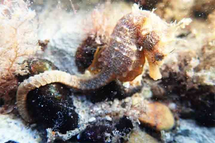 Como não possui dentes nem estômago, ele precisa se alimentar com frequência para sobreviver.
