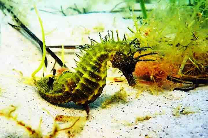 Infelizmente, o cavalo-marinho está sob ameaça. A destruição de habitats costeiros, a poluição dos mares e a captura para uso ornamental e medicinal são os principais fatores que colocam várias espécies em risco. 
