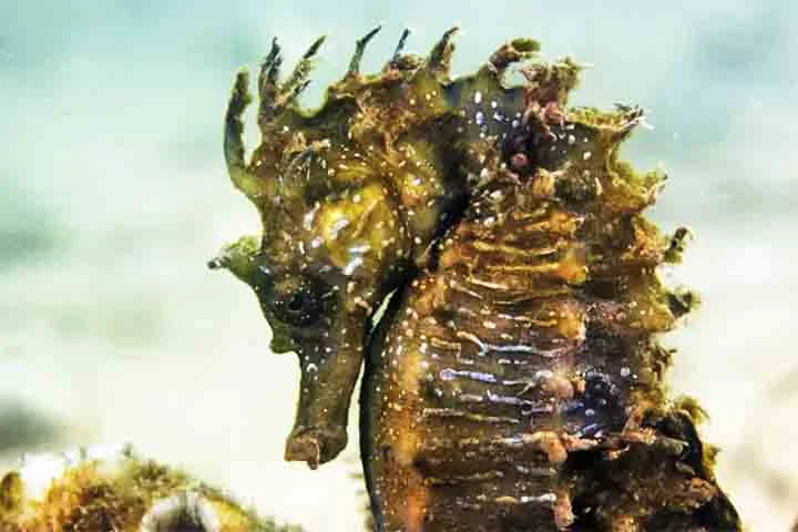 Existem cerca de 45 espécies conhecidas de cavalo-marinho. Algumas têm narizes mais longos, outras mais curtos. Há espécies do tamanho de um grão de arroz, como o Hippocampus denise, e outras que podem chegar a 30 cm.
