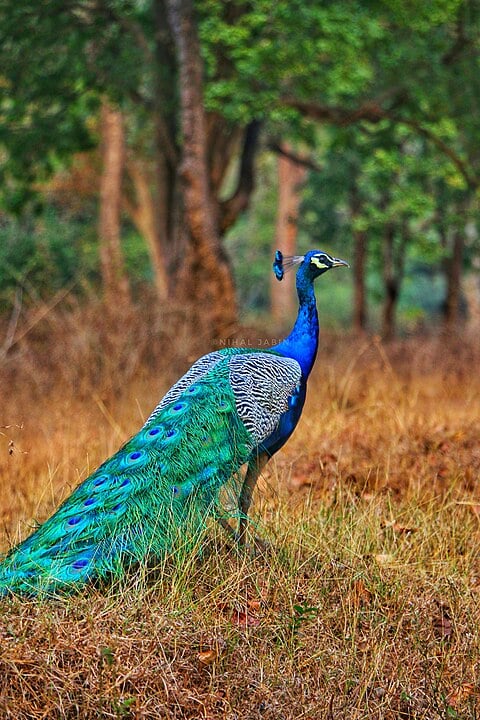 O leque, no pavão adulto, pode chegar a medir até dois metros e meio de diâmetro, e possui em torno de 200 penas de diferentes tamanhos.