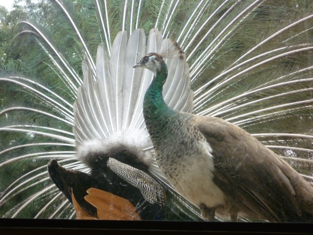 Na natureza, os pavões encontram seu alimento ciscando na serrapilheira ao amanhecer ou ao anoitecer. Quando o dia está mais quente, esses animais entram nas partes mais arborizadas das florestas a fim de se proteger do calor.