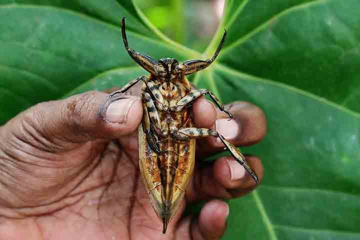 As patas traseiras são adaptadas para natação, funcionando como remos, o que lhes permite deslocar-se com agilidade tanto para caçar quanto para fugir de predadores.