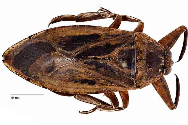 Além do aspecto biológico, as baratas gigantes aquáticas também são conhecidas por seu comportamento reprodutivo curioso: em algumas espécies, os machos são responsáveis por cuidar dos ovos, que as fêmeas depositam em suas costas.