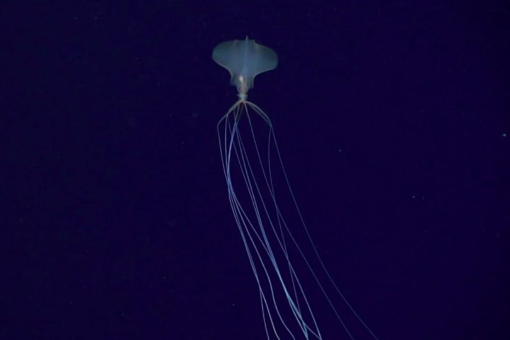 Com tentáculos que podem atingir até oito metros de comprimento, a espécie chama atenção por sua aparência peculiar.