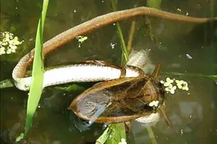 Segundo os cientistas, o cardápio desse predador inclui até patos, além de peixes, sapos, cobras(!) e tartarugas.