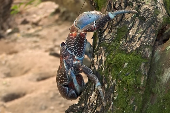 Os resultados foram divulgados em maio pela revista científica Journal of Threatened Taxa.