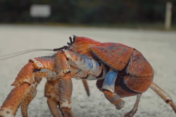 Conhecido como o maior artrópode terrestre do mundo, esse caranguejo pode atingir até 90 cm de diâmetro, 5 kg e viver até 60 anos.