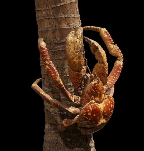 Durante a expedição, os cientistas avistaram um macho adulto da espécie, pesando aproximadamente 1,2 kg e medindo 13 cm.
